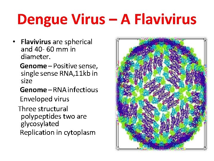 Dengue Virus – A Flavivirus • Flavivirus are spherical and 40 - 60 mm