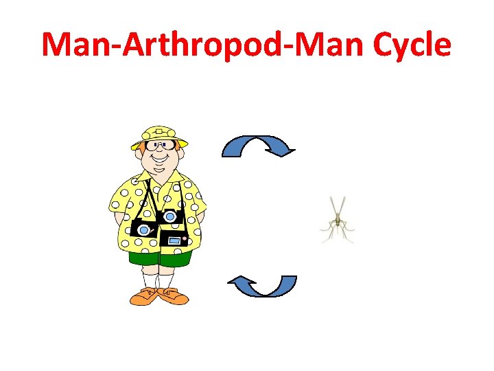 Man-Arthropod-Man Cycle 