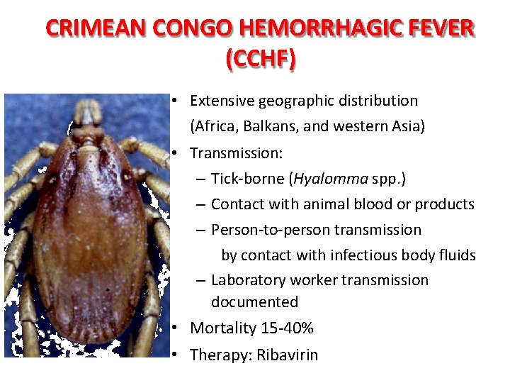 CRIMEAN CONGO HEMORRHAGIC FEVER (CCHF) • Extensive geographic distribution (Africa, Balkans, and western Asia)