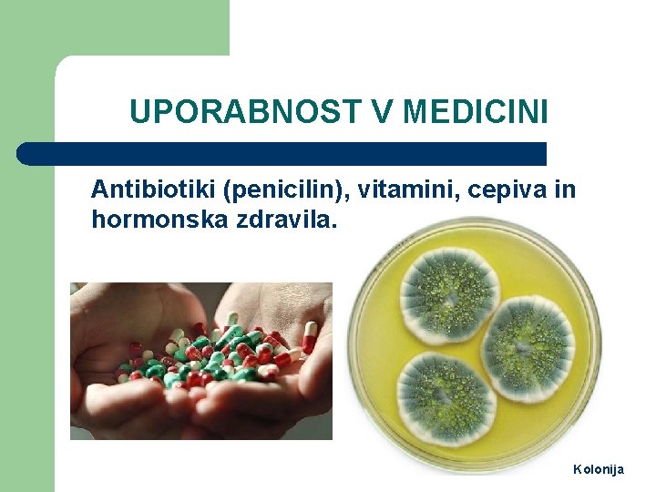 UPORABNOST V MEDICINI Antibiotiki (penicilin), vitamini, cepiva in hormonska zdravila. Kolonija 