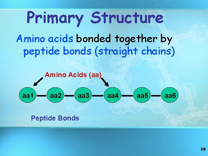 Primary Structure Amino acids bonded together by peptide bonds (straight chains) Amino Acids (aa)