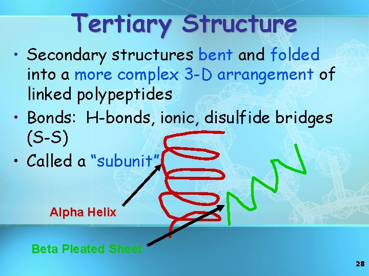 Tertiary Structure • Secondary structures bent and folded into a more complex 3 -D
