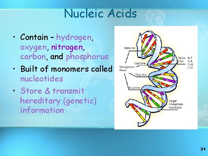 Nucleic Acids • Contain – hydrogen, oxygen, nitrogen, carbon, and phosphorus • Built of