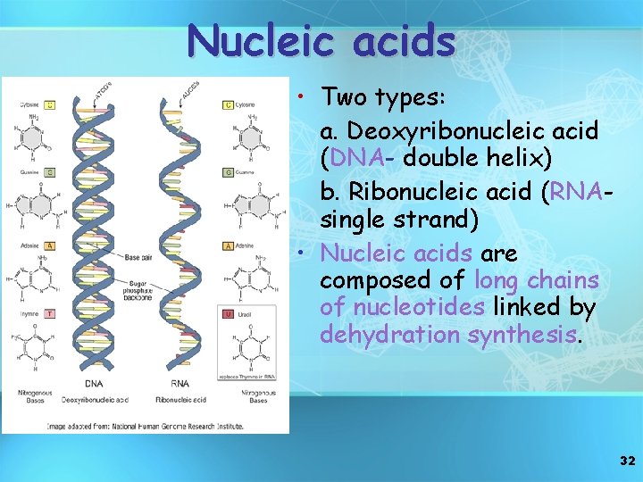 Nucleic acids • Two types: a. Deoxyribonucleic acid (DNA- double helix) b. Ribonucleic acid