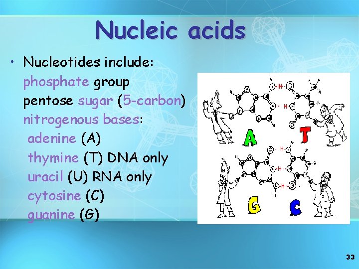 Nucleic acids • Nucleotides include: phosphate group pentose sugar (5 -carbon) nitrogenous bases: adenine