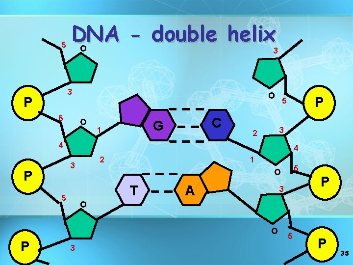 5 DNA double helix O 3 3 P 5 O O C G 1