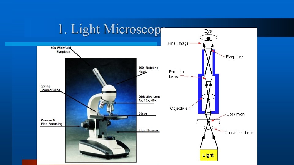 1. Light Microscope 1. Light Microscope