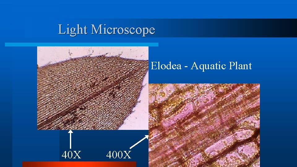 Light Microscope Elodea - Aquatic Plant 40 X 400 X Light Microscope Elodea - Aquatic Plant 40 X 400 X