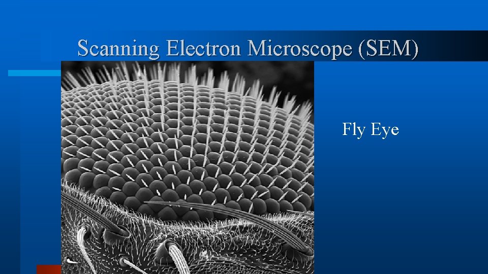 Scanning Electron Microscope (SEM) Fly Eye Scanning Electron Microscope (SEM) Fly Eye
