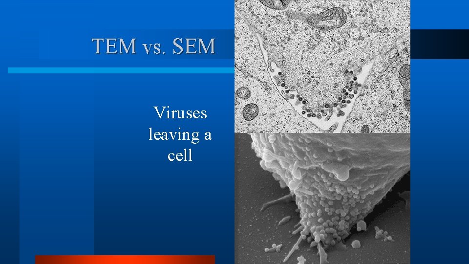TEM vs. SEM Viruses leaving a cell TEM vs. SEM Viruses leaving a cell