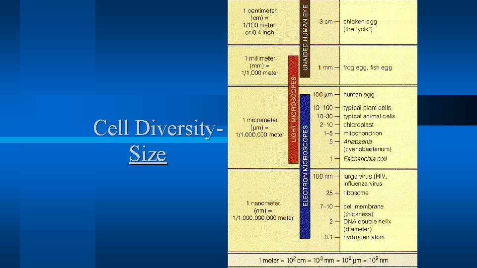 Cell Diversity. Size Cell Diversity. Size
