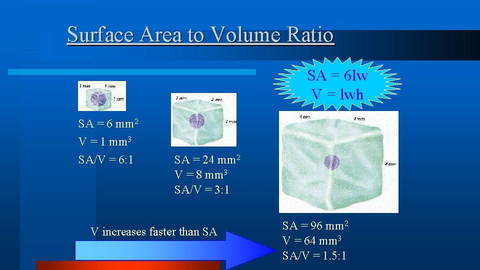 Surface Area to Volume Ratio SA = 6 lw V = lwh SA = Surface Area to Volume Ratio SA = 6 lw V = lwh SA =