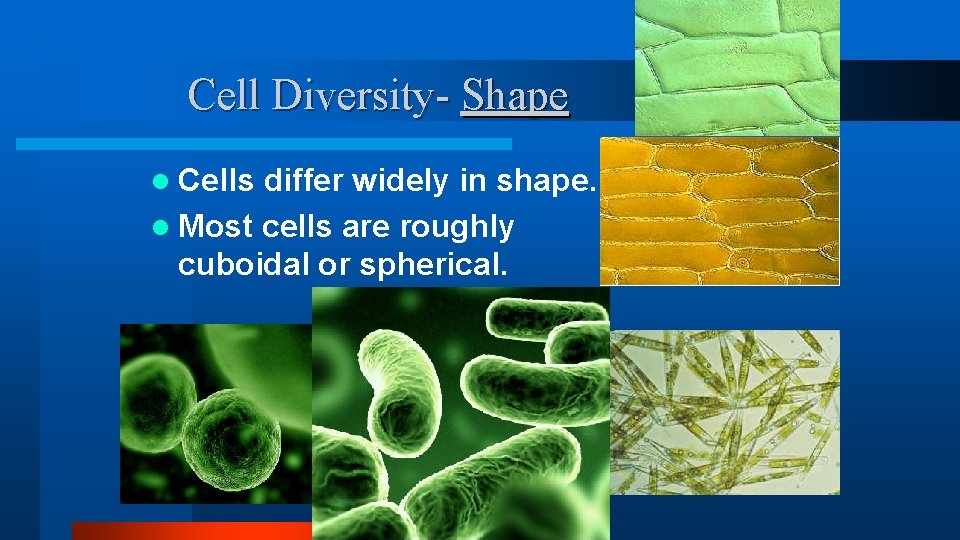 Cell Diversity- Shape l Cells differ widely in shape. l Most cells are roughly Cell Diversity- Shape l Cells differ widely in shape. l Most cells are roughly