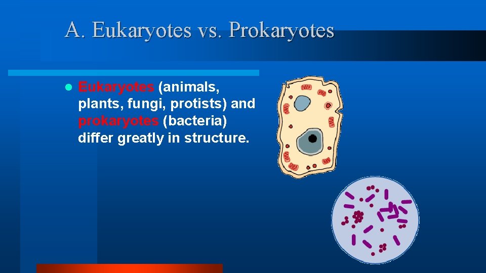 A. Eukaryotes vs. Prokaryotes l Eukaryotes (animals, plants, fungi, protists) and prokaryotes (bacteria) differ A. Eukaryotes vs. Prokaryotes l Eukaryotes (animals, plants, fungi, protists) and prokaryotes (bacteria) differ