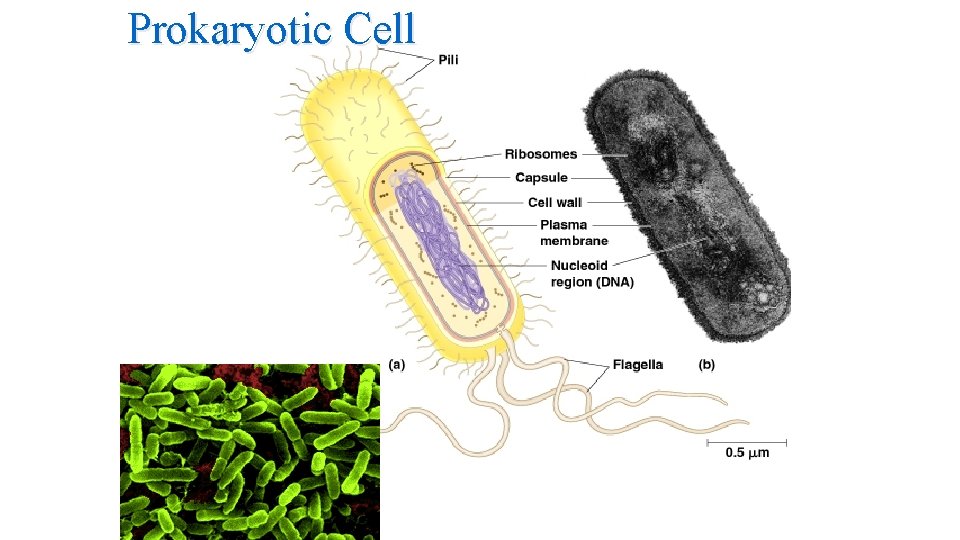 Prokaryotic Cell Prokaryotic Cell