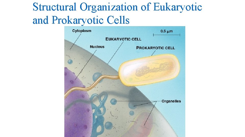 Structural Organization of Eukaryotic and Prokaryotic Cells Structural Organization of Eukaryotic and Prokaryotic Cells