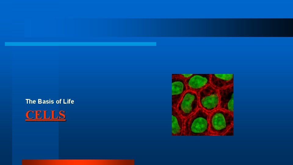 The Basis of Life CELLS The Basis of Life CELLS