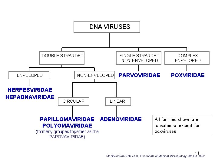 DNA VIRUSES DOUBLE STRANDED ENVELOPED HERPESVIRIDAE HEPADNAVIRIDAE NON-ENVELOPED CIRCULAR PAPILLOMAVIRIDAE POLYOMAVIRIDAE (formerly grouped together