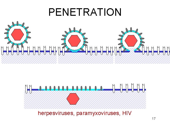 PENETRATION herpesviruses, paramyxoviruses, HIV 17 