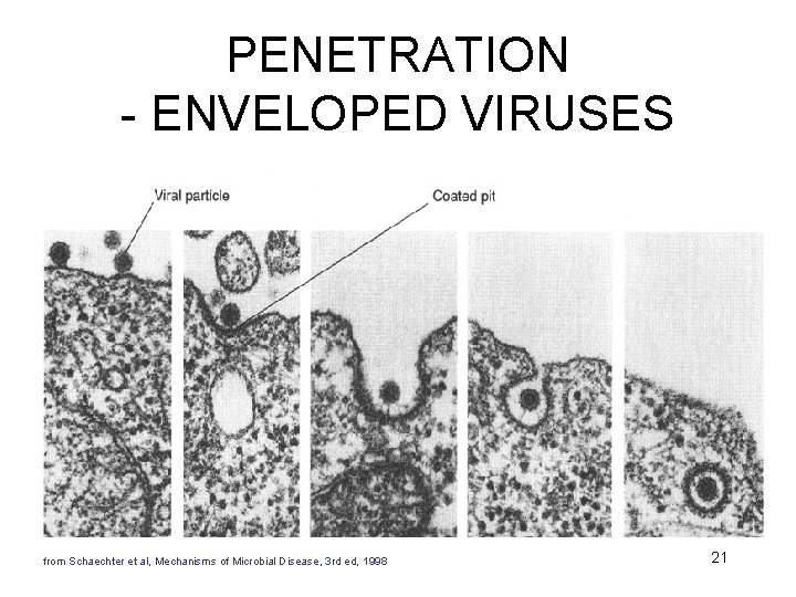 PENETRATION - ENVELOPED VIRUSES from Schaechter et al, Mechanisms of Microbial Disease, 3 rd