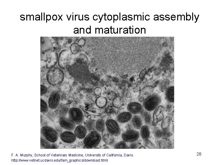 smallpox virus cytoplasmic assembly and maturation F. A. Murphy, School of Veterinary Medicine, University