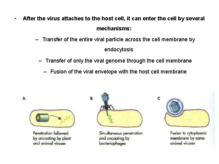 • After the virus attaches to the host cell, it can enter the