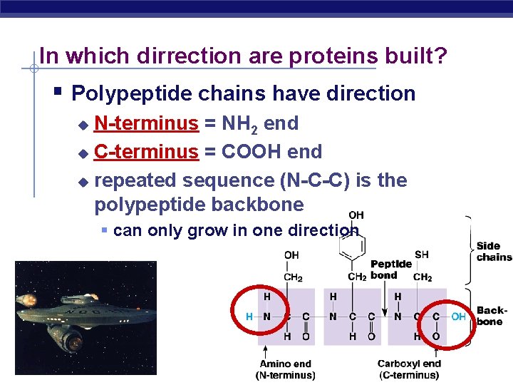 In which dirrection are proteins built? Polypeptide chains have direction N-terminus = NH 2 In which dirrection are proteins built? Polypeptide chains have direction N-terminus = NH 2