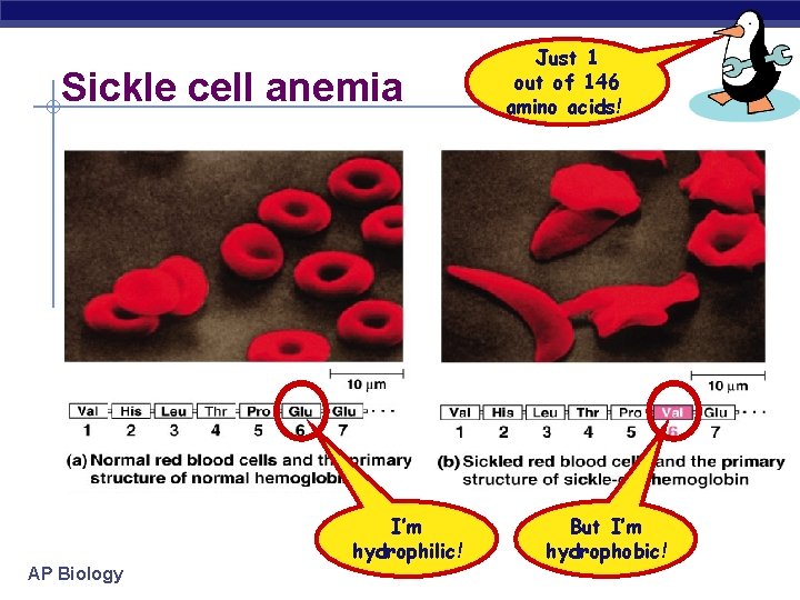 Sickle cell anemia I’m hydrophilic! AP Biology Just 1 out of 146 amino acids! Sickle cell anemia I’m hydrophilic! AP Biology Just 1 out of 146 amino acids!