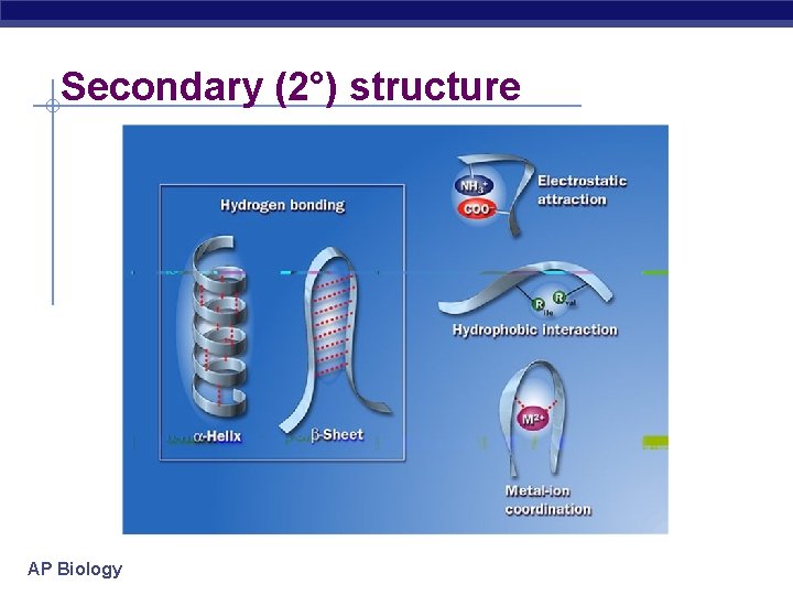 Secondary (2°) structure AP Biology 