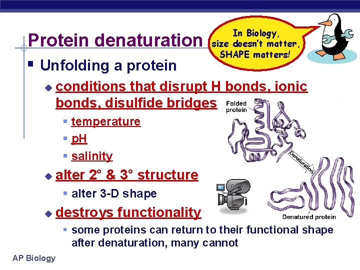Protein denaturation Unfolding a protein u In Biology, size doesn’t matter, SHAPE matters! conditions Protein denaturation Unfolding a protein u In Biology, size doesn’t matter, SHAPE matters! conditions