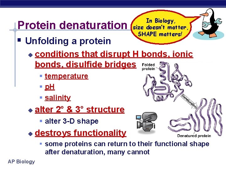 Protein denaturation Unfolding a protein u In Biology, size doesn’t matter, SHAPE matters! conditions