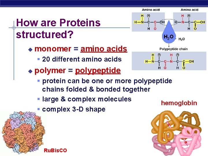 How are Proteins structured? u H 2 O monomer = amino acids 20 different