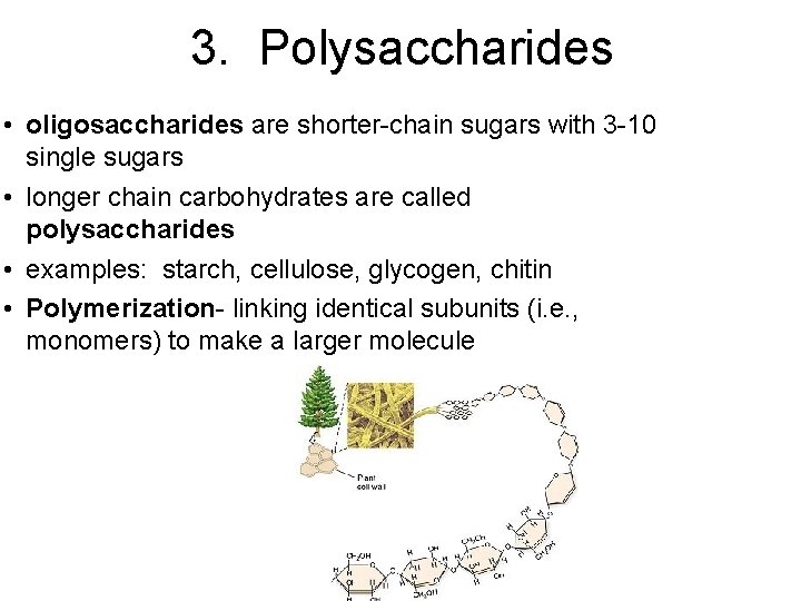 3. Polysaccharides • oligosaccharides are shorter-chain sugars with 3 -10 single sugars • longer