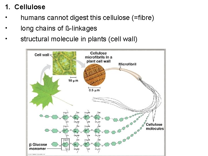 1. Cellulose • humans cannot digest this cellulose (=fibre) • long chains of ß-linkages