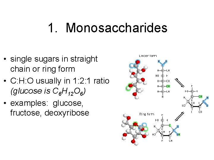 1. Monosaccharides • single sugars in straight chain or ring form • C: H: