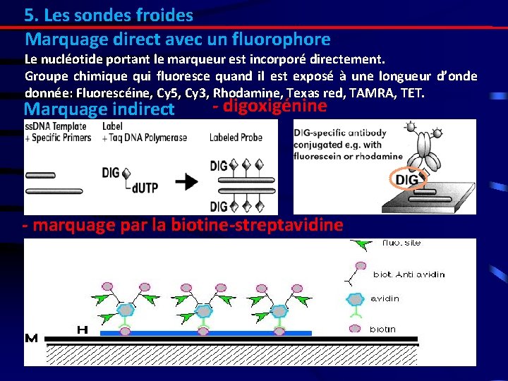 5. Les sondes froides Marquage direct avec un fluorophore Le nucléotide portant le marqueur