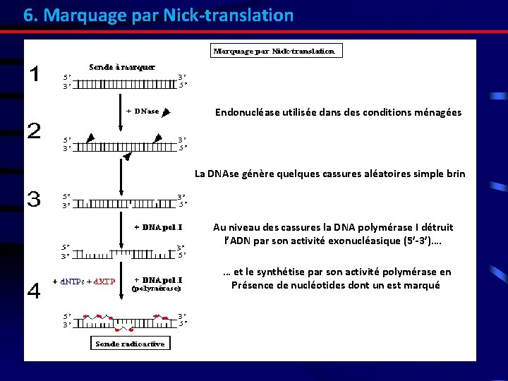 6. Marquage par Nick-translation Endonucléase utilisée dans des conditions ménagées La DNAse génère quelques