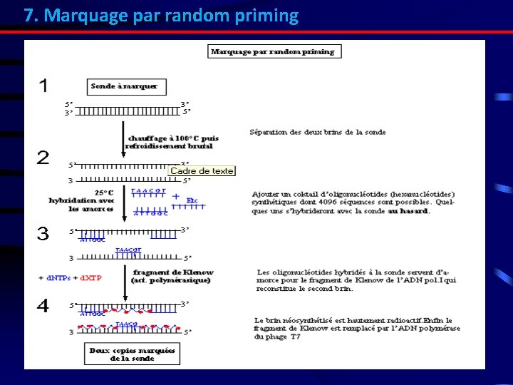 7. Marquage par random priming 