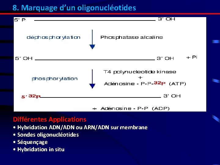 8. Marquage d’un oligonucléotides Différentes Applications • Hybridation ADN/ADN ou ARN/ADN sur membrane •