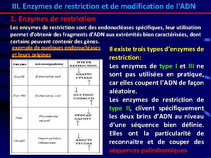 III. Enzymes de restriction et de modification de l'ADN 1. Enzymes de restriction Les