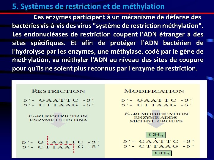 5. Systèmes de restriction et de méthylation Ces enzymes participent à un mécanisme de