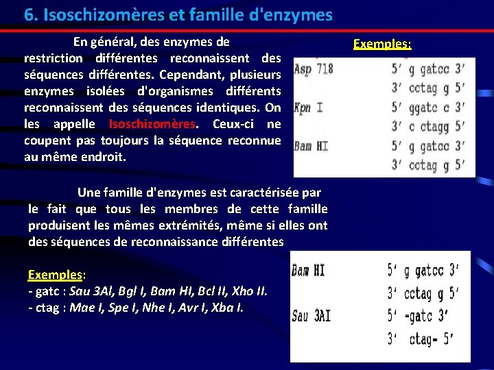 6. Isoschizomères et famille d'enzymes En général, des enzymes de restriction différentes reconnaissent des