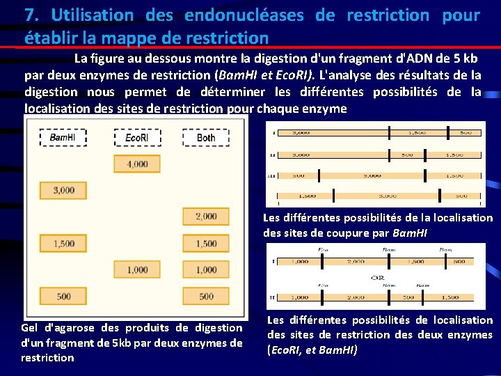 7. Utilisation des endonucléases de restriction pour établir la mappe de restriction La figure