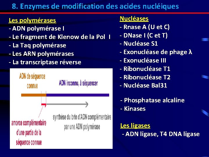 8. Enzymes de modification des acides nucléiques Les polymérases - ADN polymérase I -