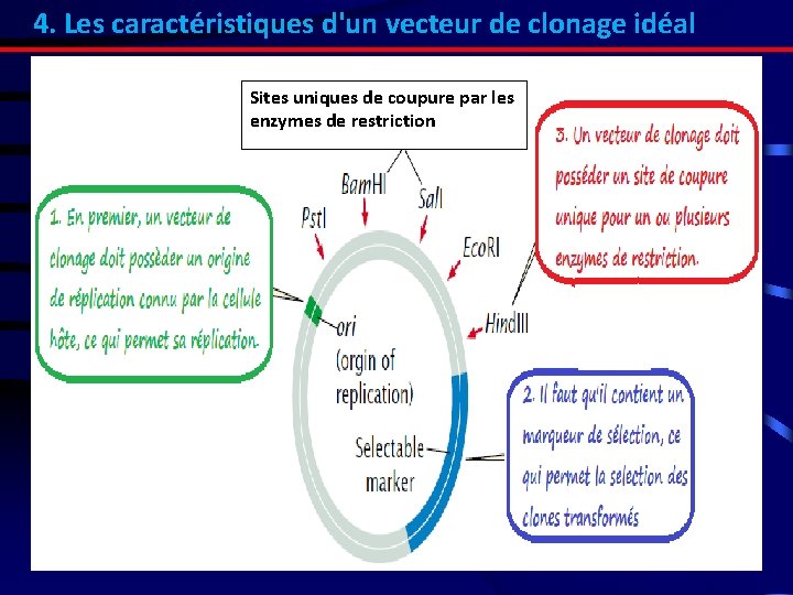 4. Les caractéristiques d'un vecteur de clonage idéal Sites uniques de coupure par les