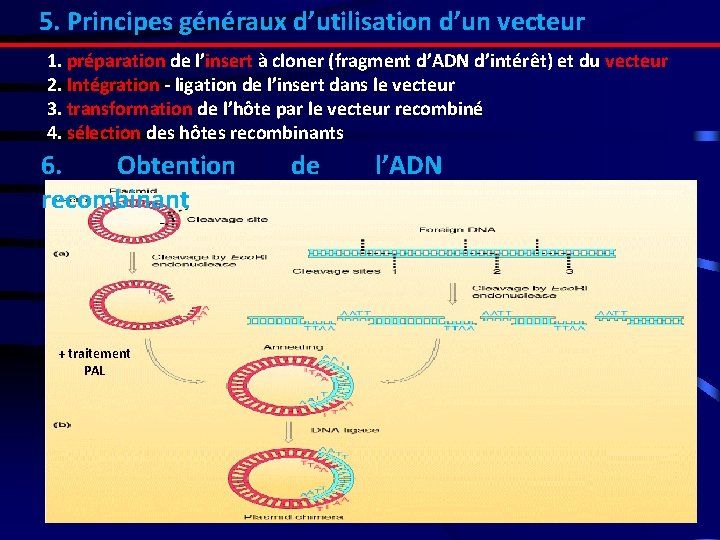 5. Principes généraux d’utilisation d’un vecteur 1. préparation de l’insert à cloner (fragment d’ADN