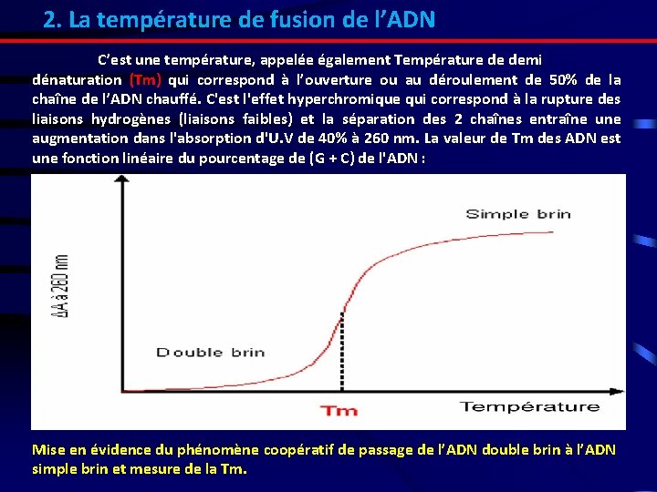 2. La température de fusion de l’ADN C’est une température, appelée également Température de