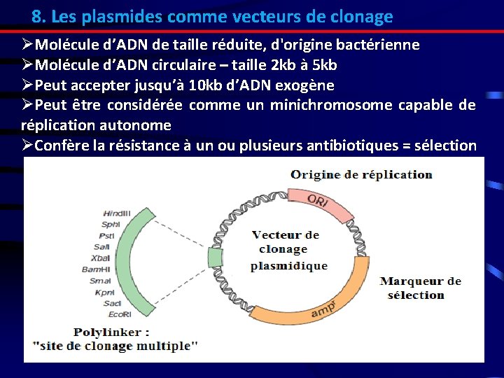 8. Les plasmides comme vecteurs de clonage ØMolécule d’ADN de taille réduite, d'origine bactérienne