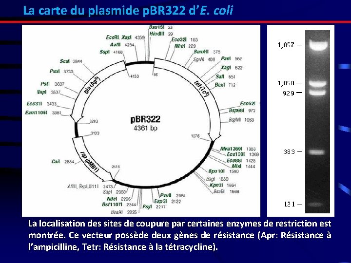 La carte du plasmide p. BR 322 d’E. coli La localisation des sites de