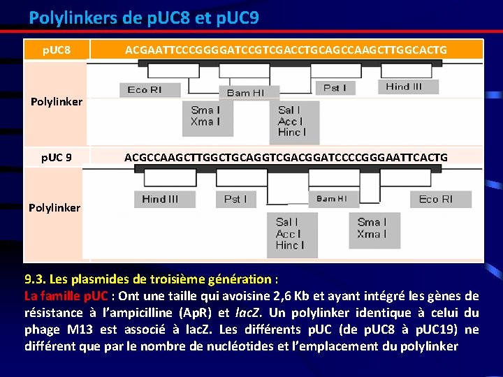 Polylinkers de p. UC 8 et p. UC 9 p. UC 8 ACGAATTCCCGGGGATCCGTCGACCTGCAGCCAAGCTTGGCACTG Polylinker